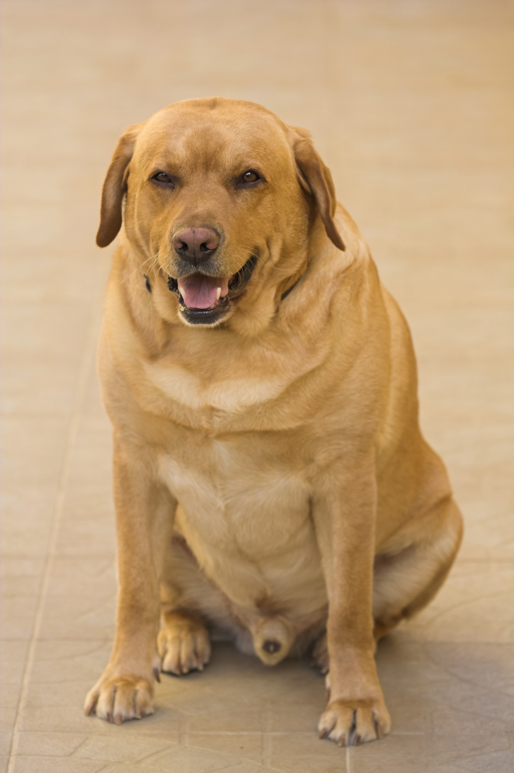 GOdogs project – investigating the genetics of obesity in dogs